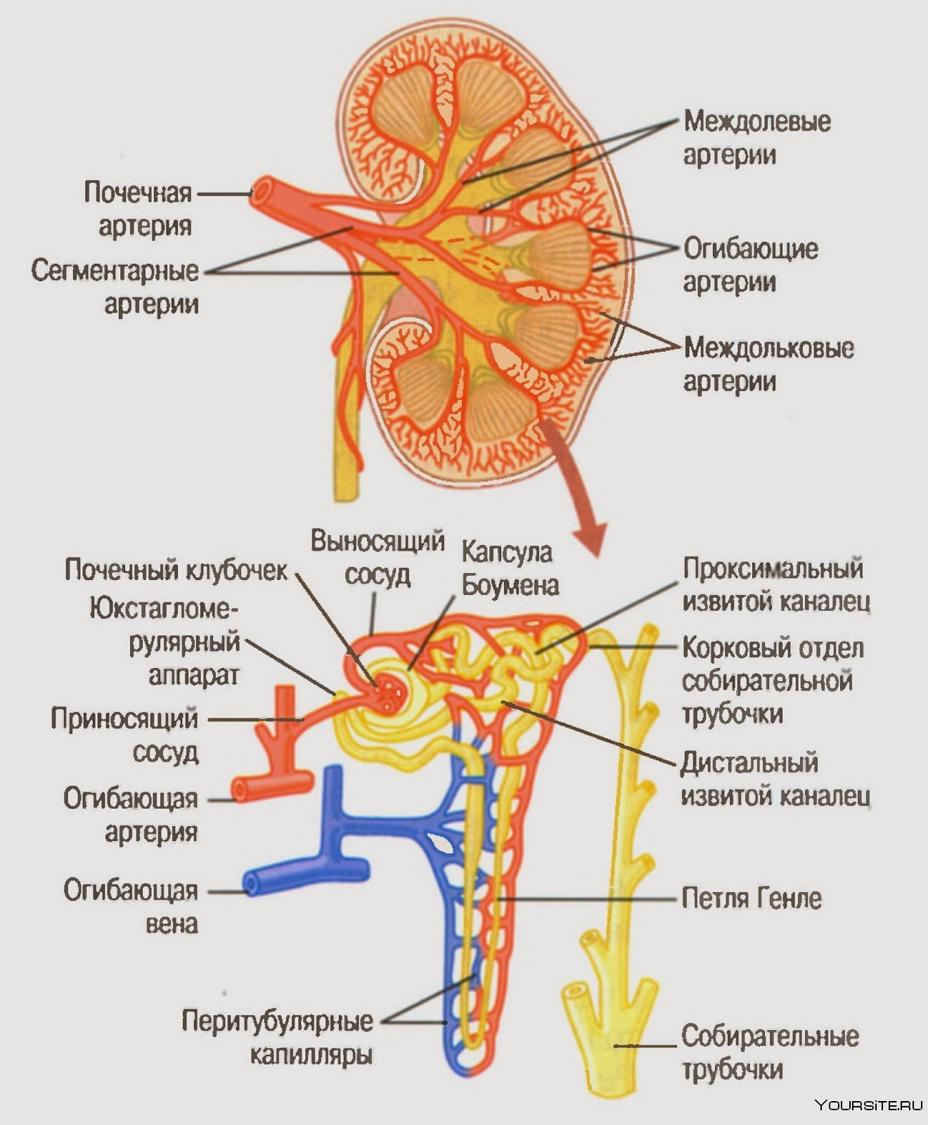 Функция почечной артерии. Строение нефрона почечная артерия. Кровоснабжение почки схема. Строение почки кровеносные сосуды. Артерии почки, строение анатомия.