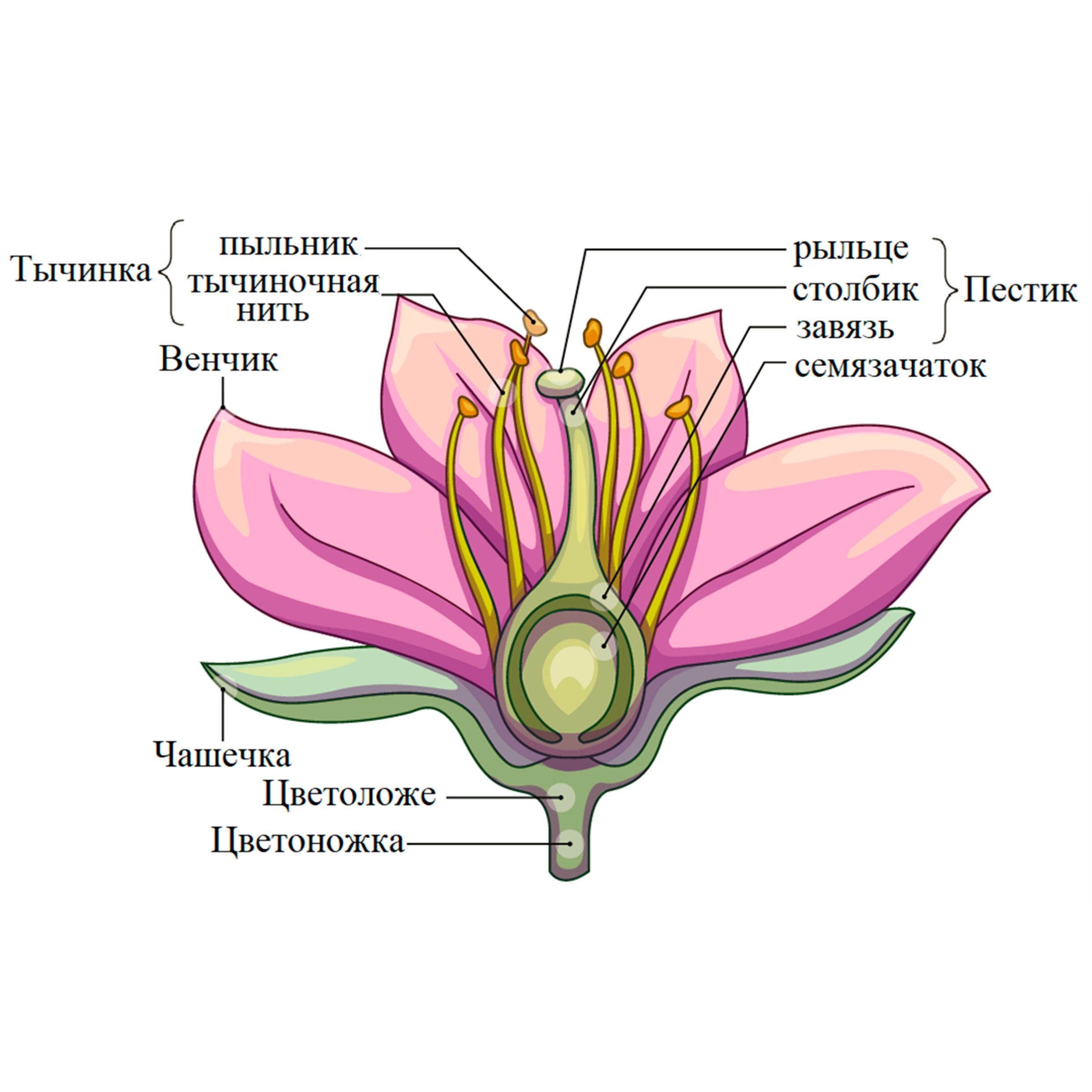 Какой околоцветник у растений. Чашечковидный околоцветник. Строение цветка околоцветник схема. Чашелистики пестик тычинки венчик. Строение цветков и околоцветником.