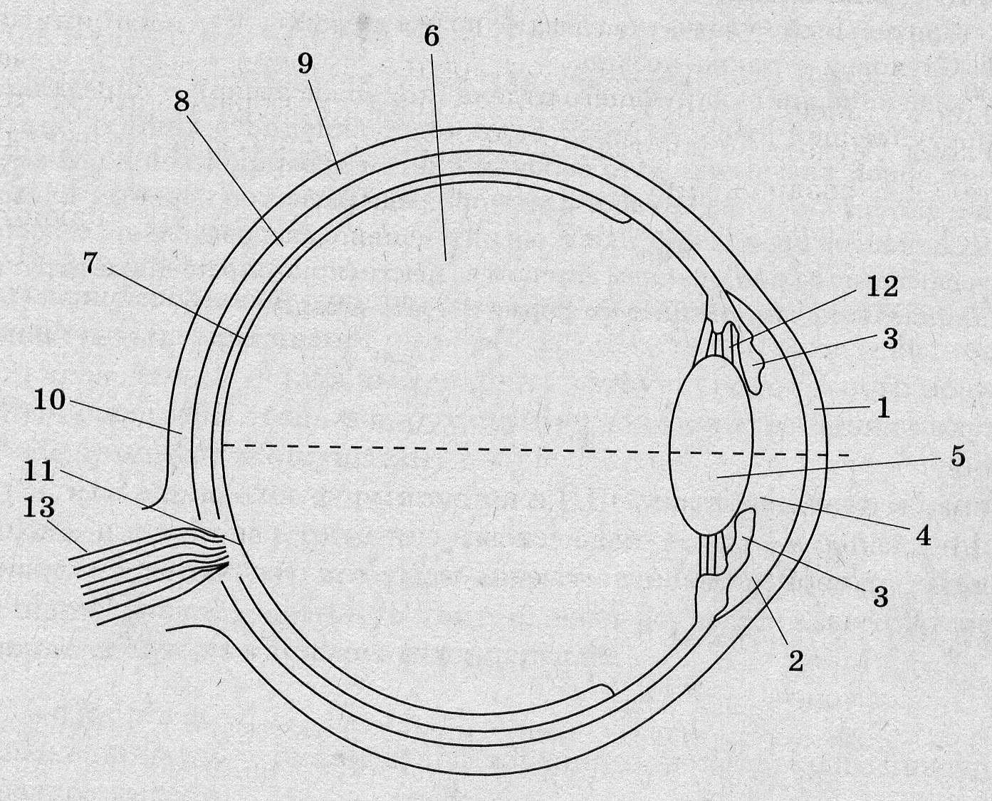 Глаз чертеж. Схема строения глазного анализатора. Строение зрительного анализатора глазное яблоко. Строение глаза человека схема. Строение зрительного анализатора без подписей.