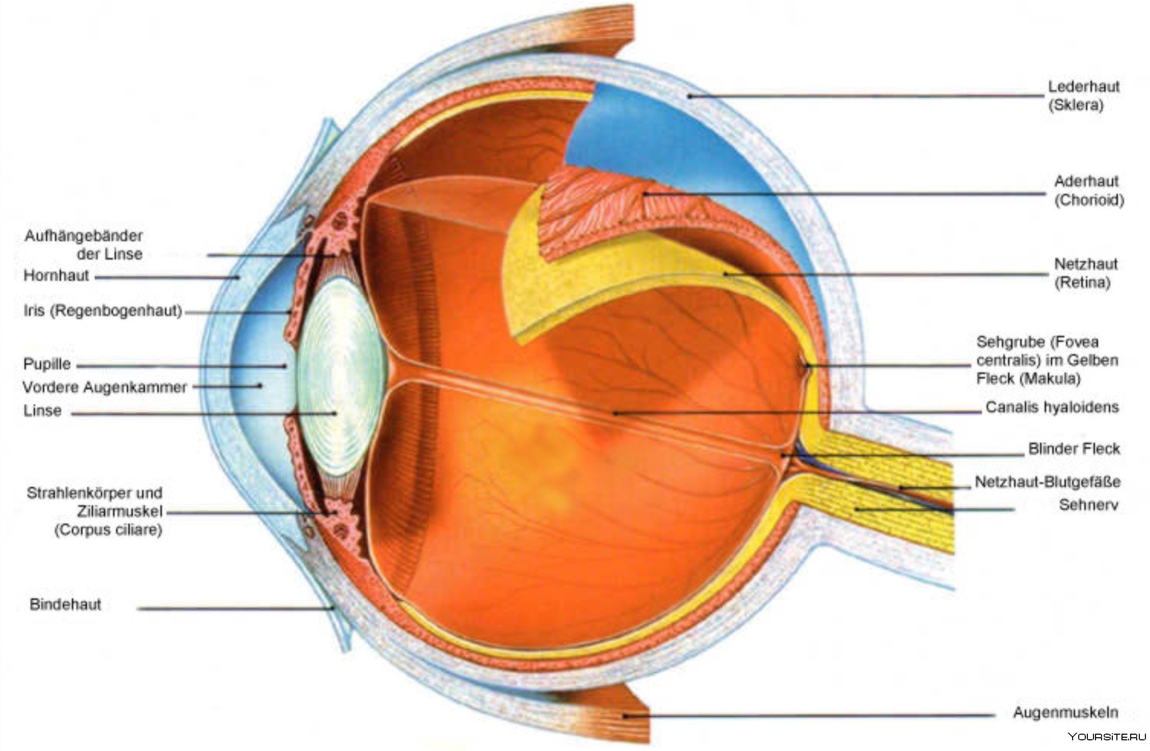 Сетчатка буква. Дно глазного яблока анатомия. Строение глаза. Строение глазного яблока. Человеческий глаз анатомия.