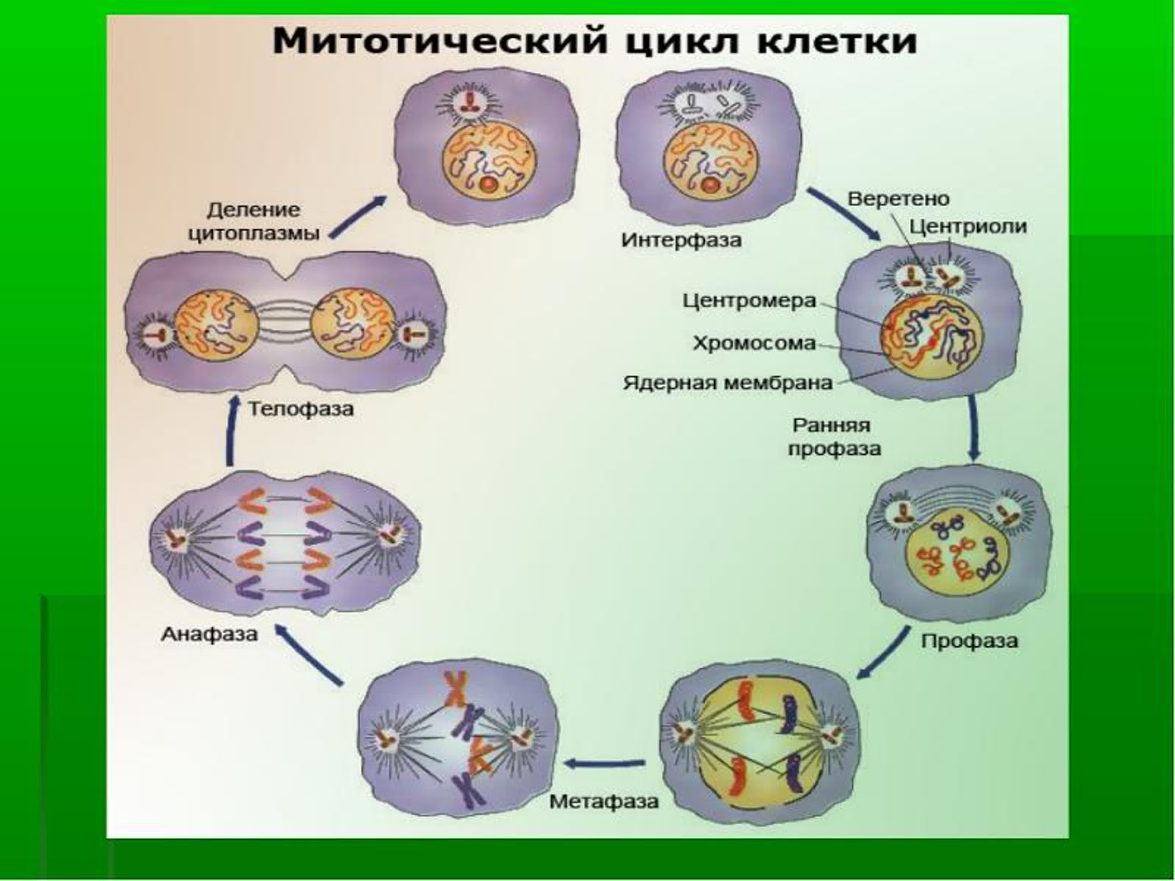 Размножение клетки жизненный цикл