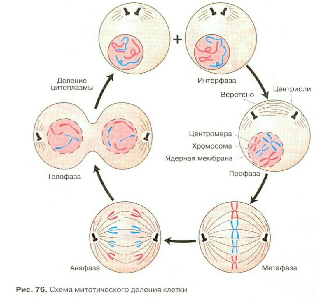 5 стадий деления клетки. Схема митотического деления клетки. Этапы деления клетки митоз. Фазы митотического деления клетки. Схема стадий митотического деления клетки.