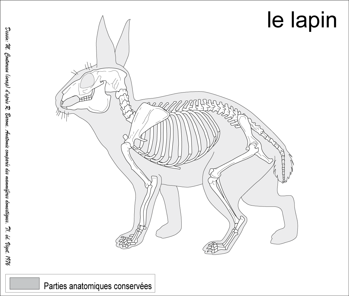 Особенности строения скелета кролика. Анатомия млекопитающего кролика. Внешнее строение млекопитающих кролик. Анатомия кролика скелет. Кролик референс анатомия.