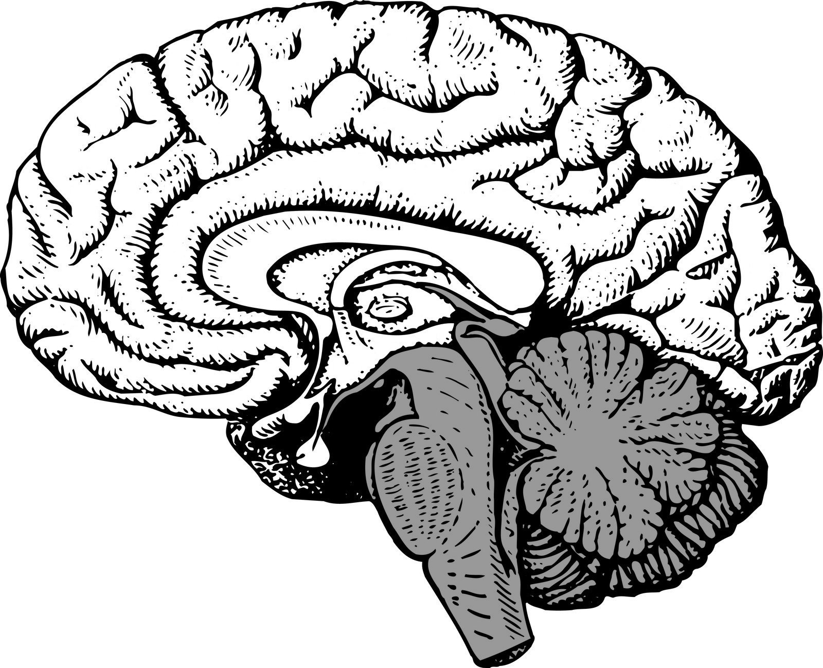 Мозг без подписей. Сагиттальный разрез головного мозга человека. Сагиттальный разрез мозга анатомия. Сагиттальный разрез головного мозга человека рисунок. Сагиттальный срез головного мозга анатомия.