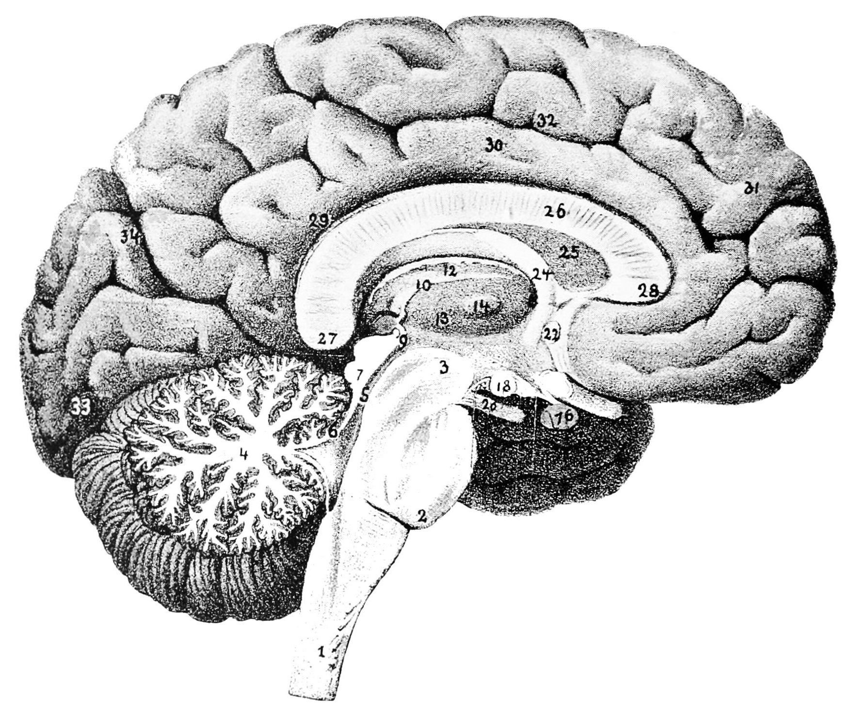 Мозг без подписей. Мозг рисунок. Головной мозг рисунок.