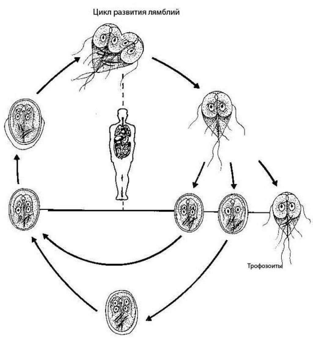Простейшие этапы развития. Лямблия жизненный цикл схема. Жизненный цикл лямблии схема. Лямблия кишечная жизненный цикл схема. Цикл развития лямблии схема.