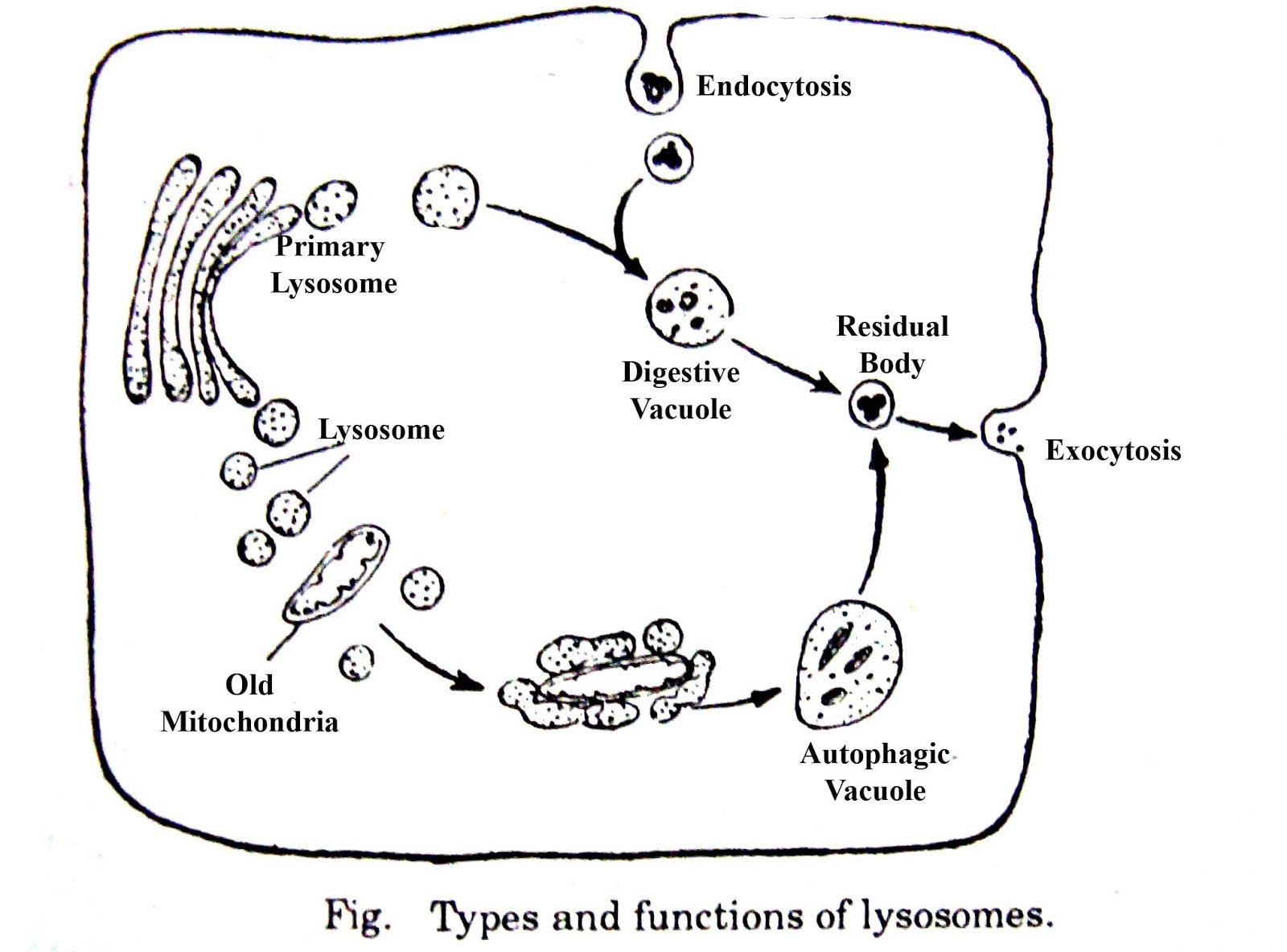Вторичная лизосома. Вторичные лизосомы строение. Образование вторичных лизосом. Первичная и вторичная лизосома рисунок. Внутриклеточное пищеварение лизосомы.