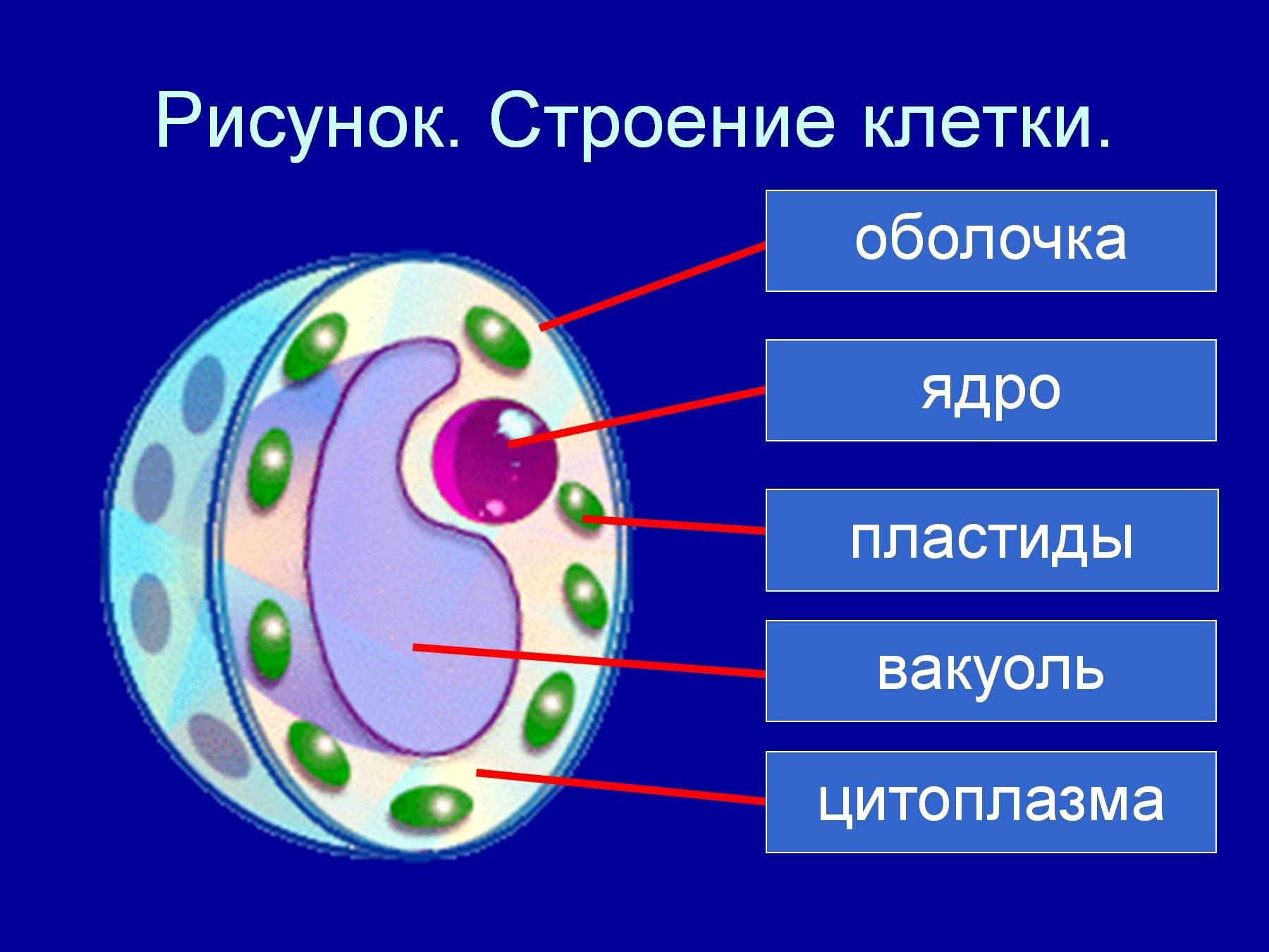 3 элемента цитоплазмы. Строение растительной клетки 6 класс. Структура растительной клетки 6 класс биология. Строение живой и растительной клетки 5 класс биология. Биология 6 класс структура клетки растений.