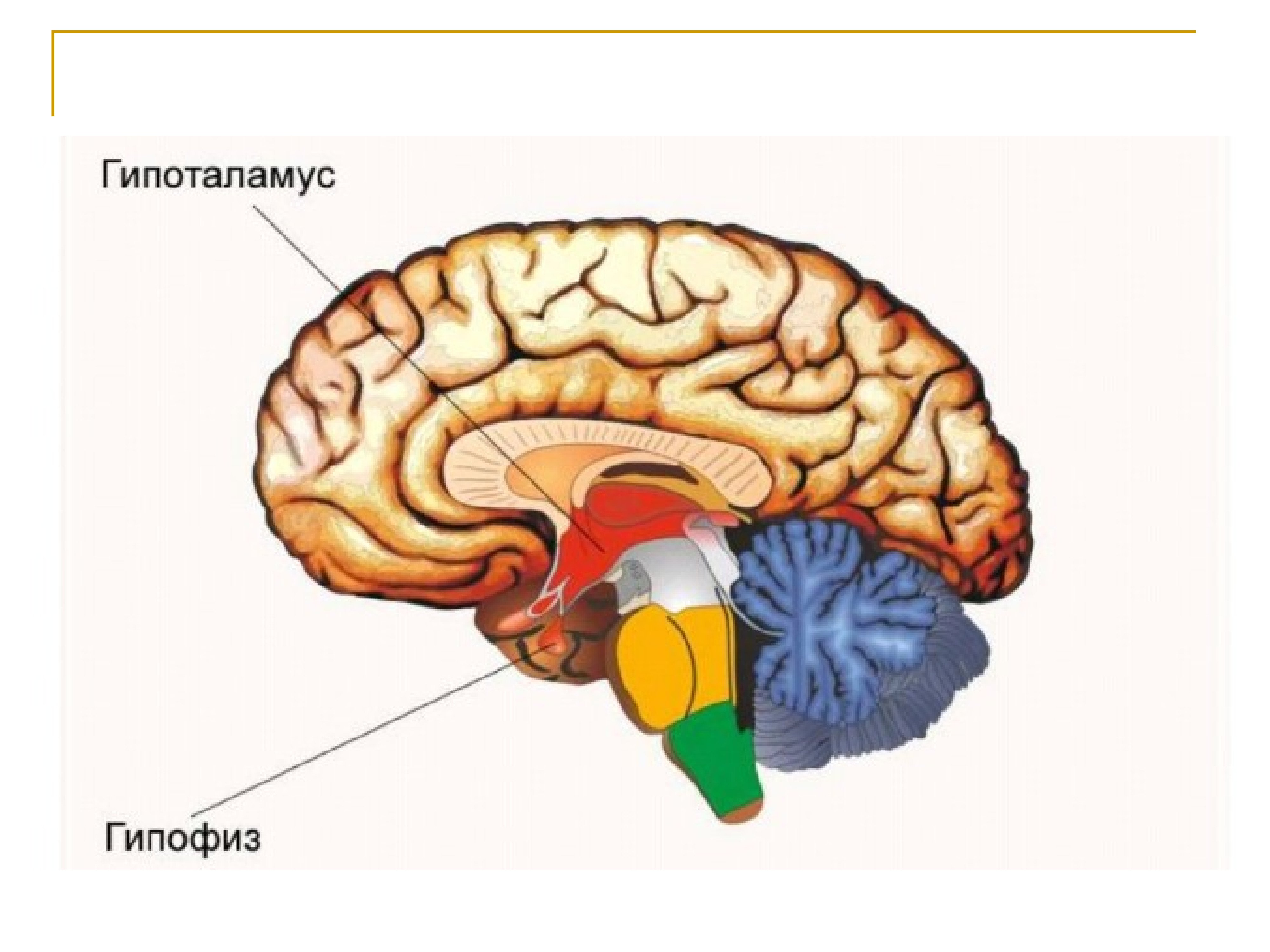 Гипофиз в каком мозге. Мозг человека гипоталамус. Строение мозга гипоталамус и гипофиз. Строение головного мозга гипофиз. Мозг анатомия гипофиз.