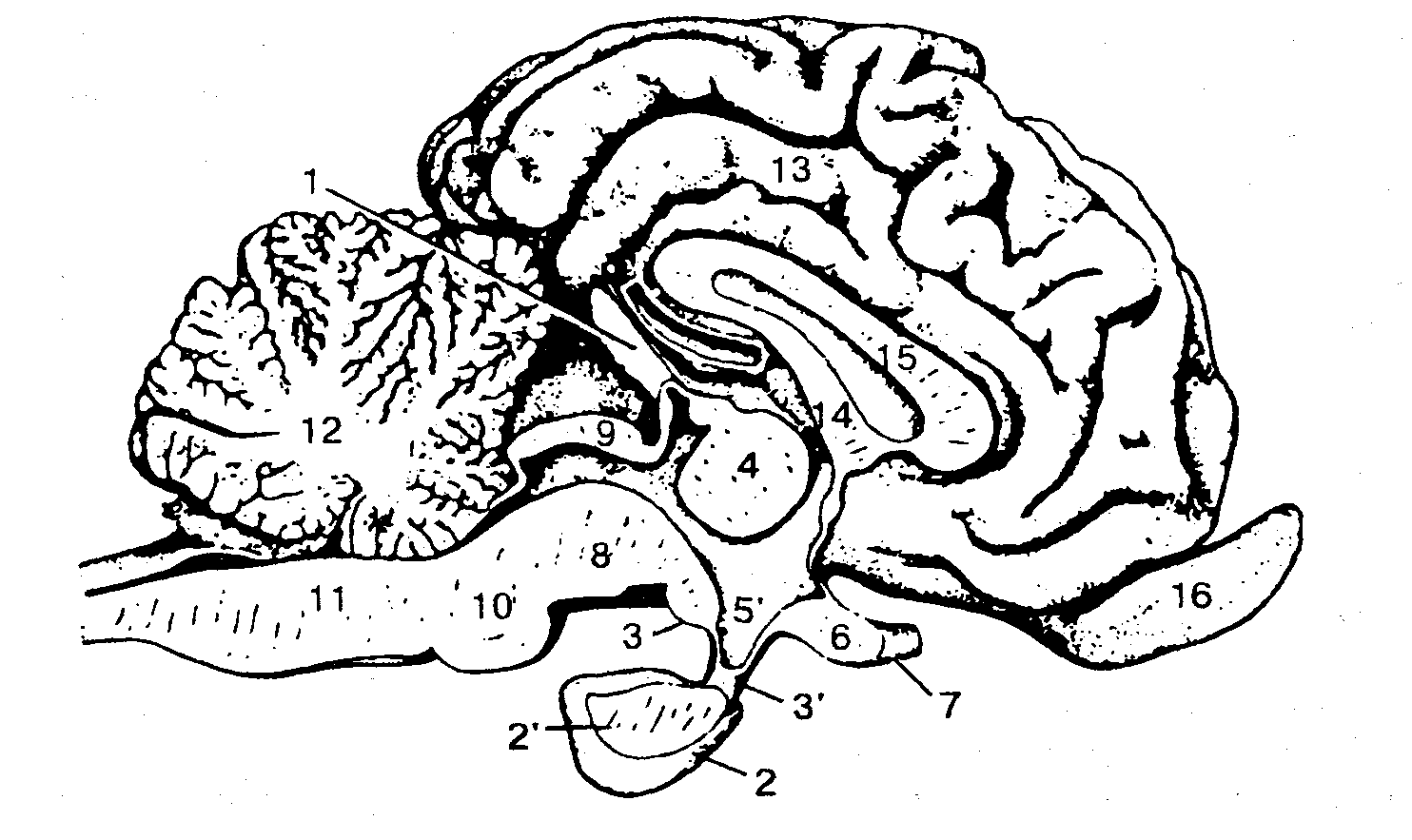 Железа мозга 7. Гипофиз и эпифиз топография. Сагиттальный разрез головного мозга коровы. Гипофиз КРС. Шишковидная железа крупного рогатого скота.