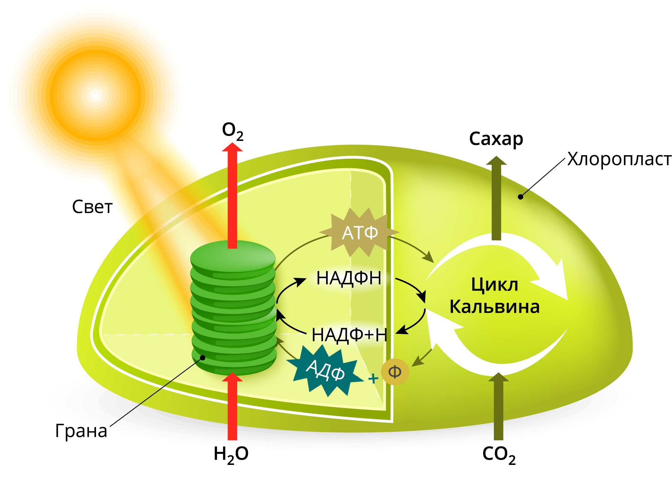 Цикл кальвина происходит в хлоропласта. Отоинтез Хема на хлоропласте. Процесс фотосинтеза в хлоропластах. Схема фотосинтеза в хлоропласте. Процесс фотосинтеза в хлоропластах схема.