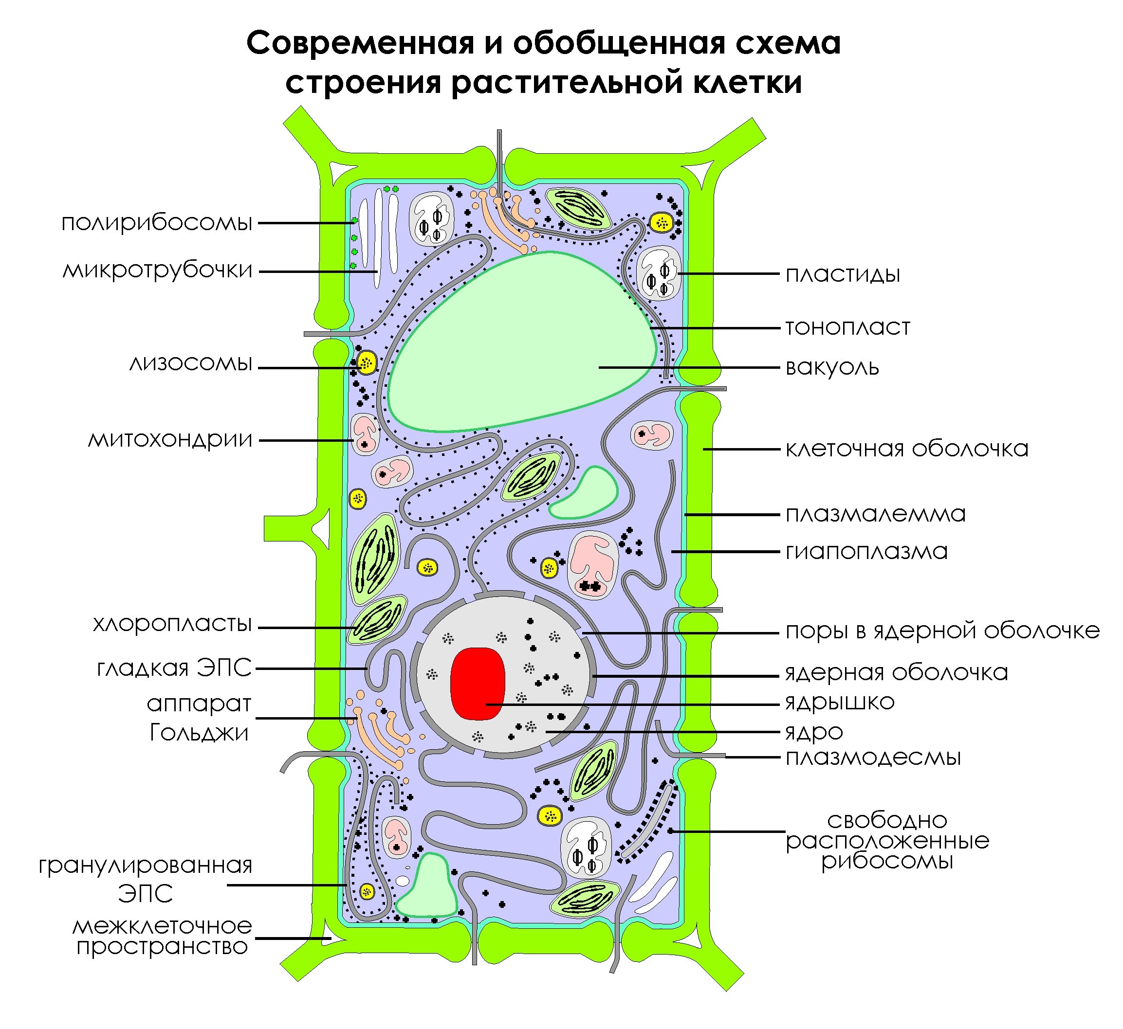 Что делают растительные клетки. Схема строения клетки растения. Современная обобщенная схема строения растительной клетки. Изображение растительной клетки схема. Обобщенная схема строения растительной клетки.