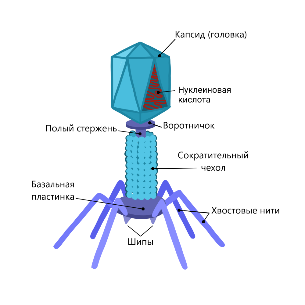 Бактериофагия. Строение вируса бактериофага. Строение ДНК вируса. Строение 5 вирусов. Капсид бактериофага.