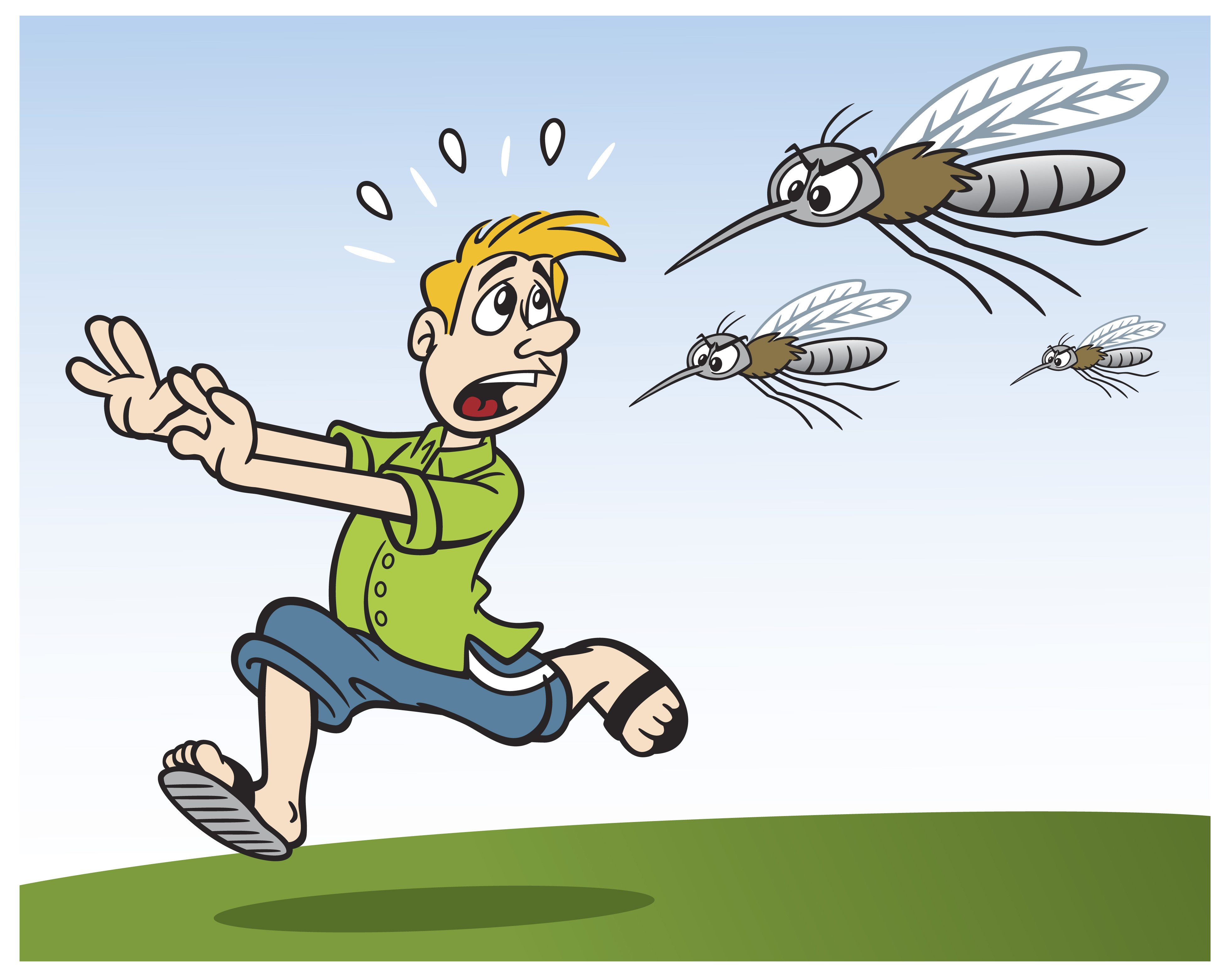 Мух младший. Веселый комар. Лето комары. Человек убегает от комара. Убегает от пчел.