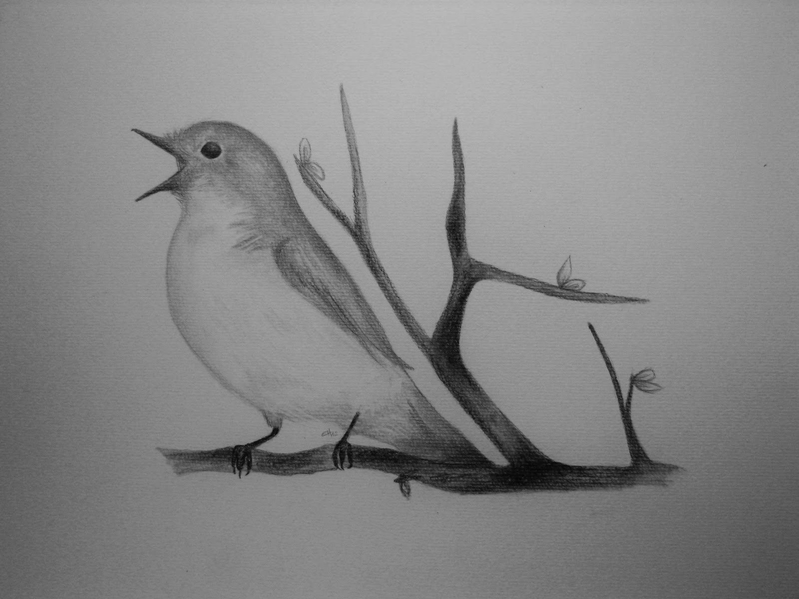 Очень легкая птица. Птица рисунок. Птичка рисунок карандашом. Наброски птиц карандашом. Рисунки птиц для срисовки.