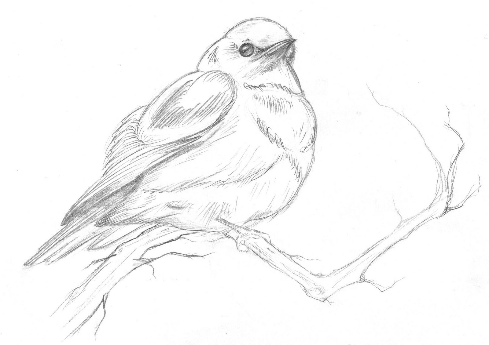 Зарисовки птиц. Наброски птиц. Рисование птиц с натуры. Зарисовки птиц карандашом.