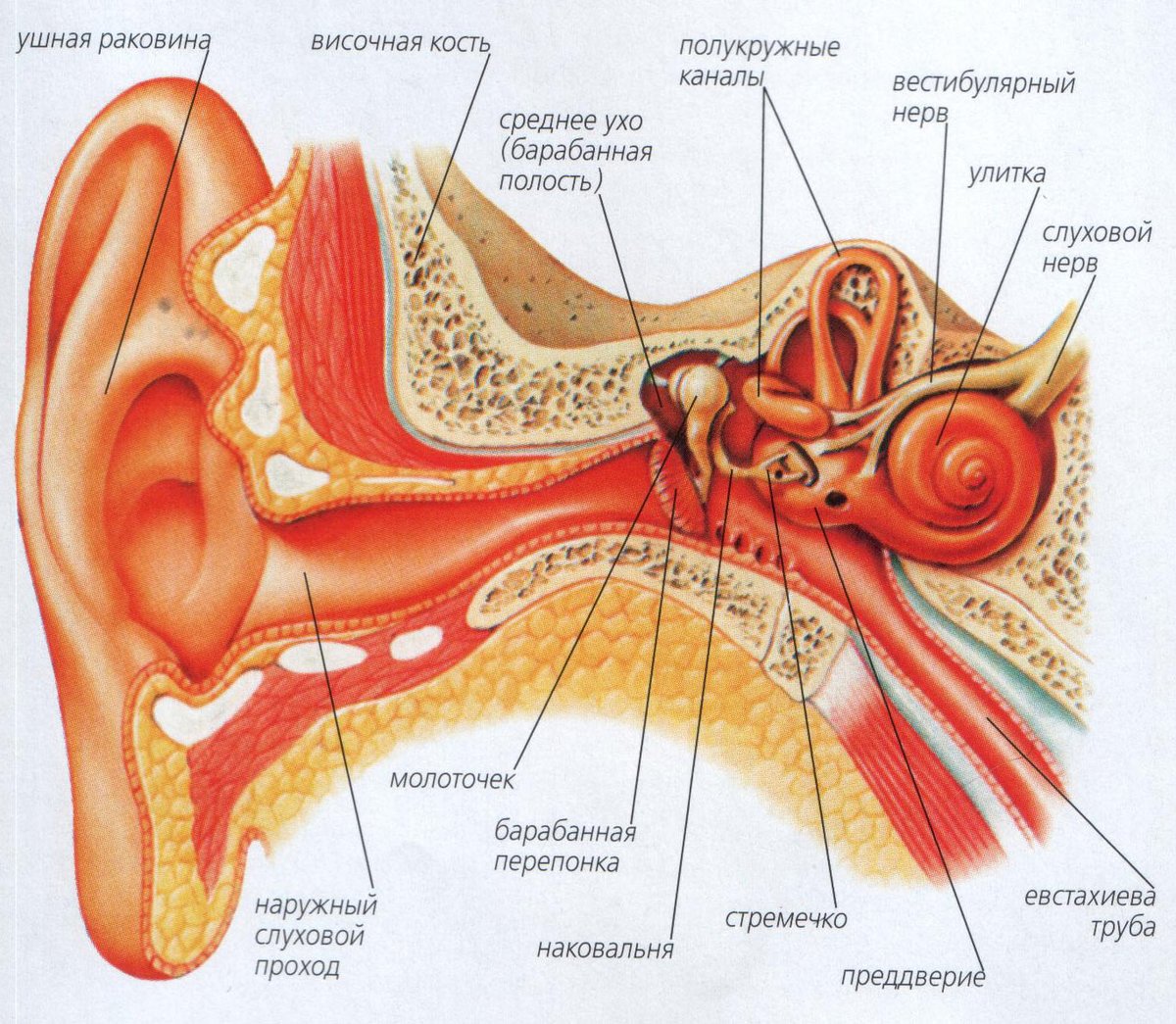 Орган слуха анатомия уха строение. Вестибулярный аппарат внутреннего уха строение. Строение уха и вестибулярного аппарата. Орган слуха наружное ухо среднее ухо внутреннее ухо. Барабанная перепонка и раковина