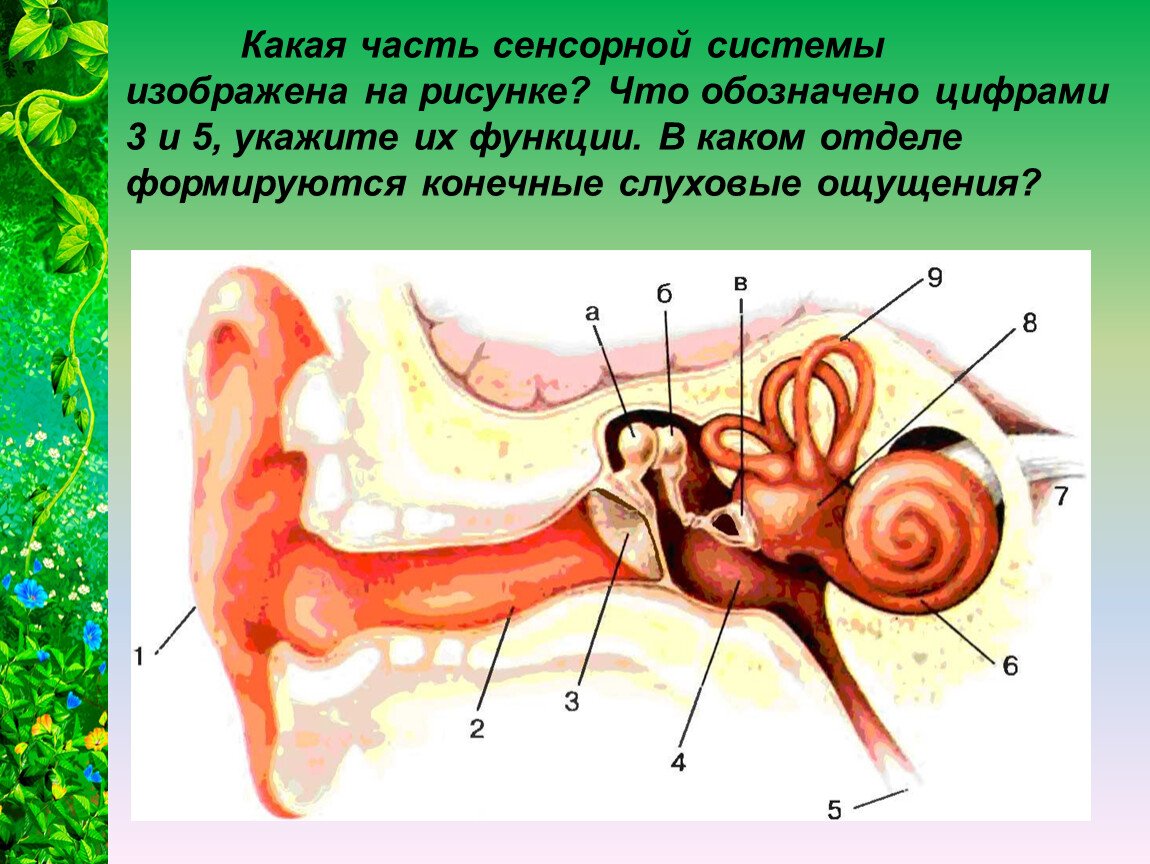 Строение уха биология 8