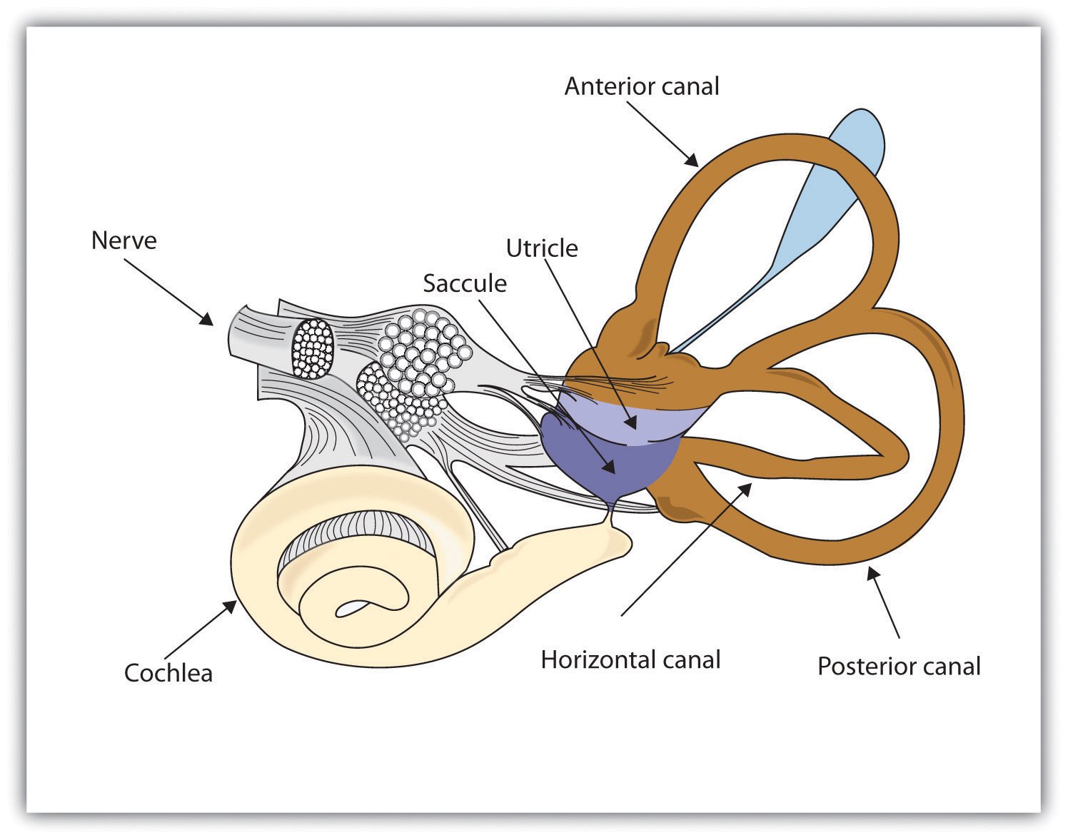 Строение уха и вестибулярного аппарата. Вестибулярная система арт. Vestibular apparatus. Function of the vestibular apparatus. Vestibule Analyzer.