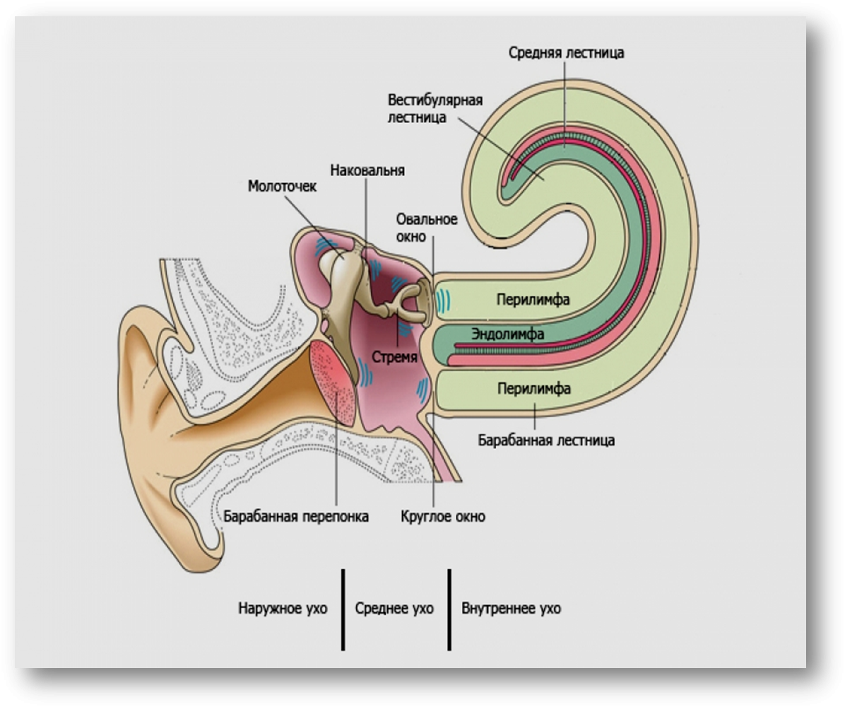 Улитка слухового аппарата