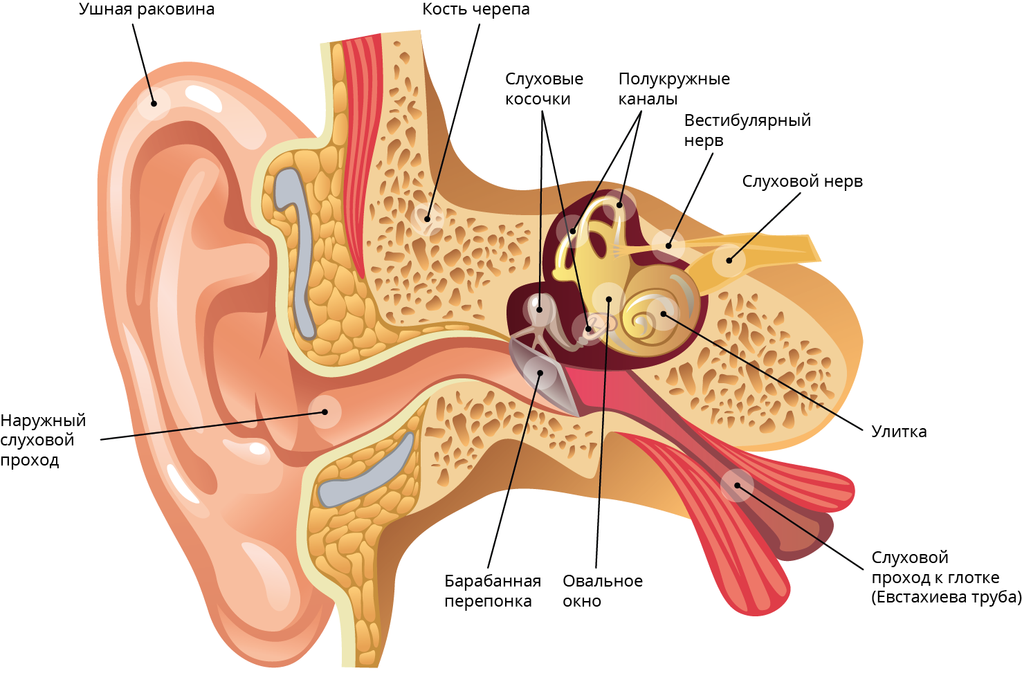 Строение уха и вестибулярного аппарата. Строение уха слуховые косточки. Наружный слуховой проход строение. Ушная раковина наружный слуховой проход барабанная перепонка. Строение наружного слухового прохода.
