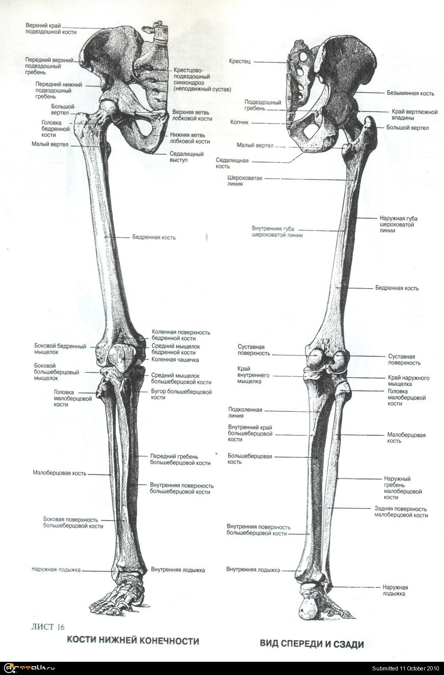Анатомия нижней конечности человека. Строение нижних конечностей анатомия. Кости нижних конечностей человека анатомия. Кости нижних конечностей анатомия строение. Кости нижней конечности анатомия название.