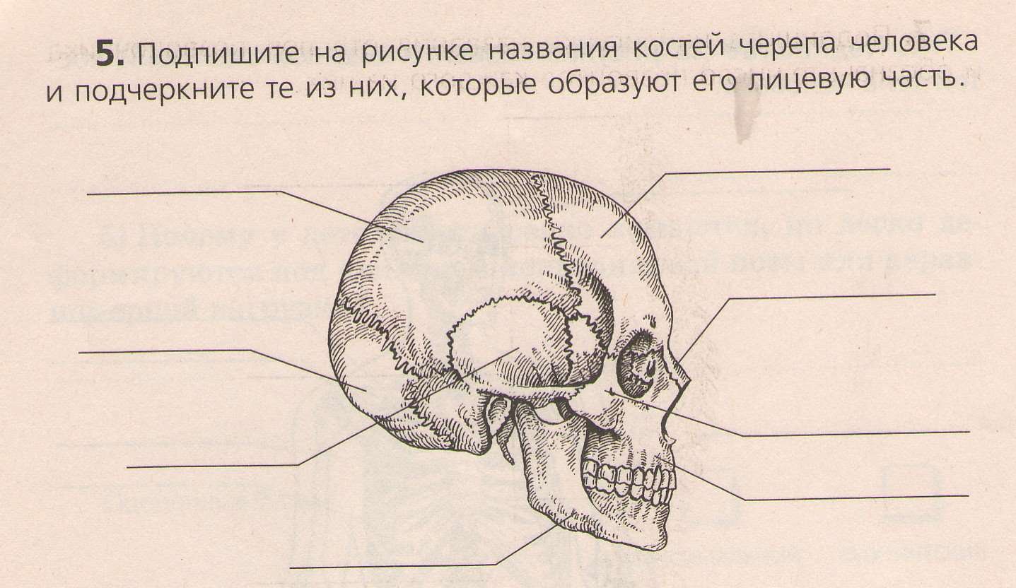 Череп тест с ответами. Скелет головы череп анатомия. Кости черепа человека 8 класс биология. Подписать кости черепа. Череп с подписями костей.