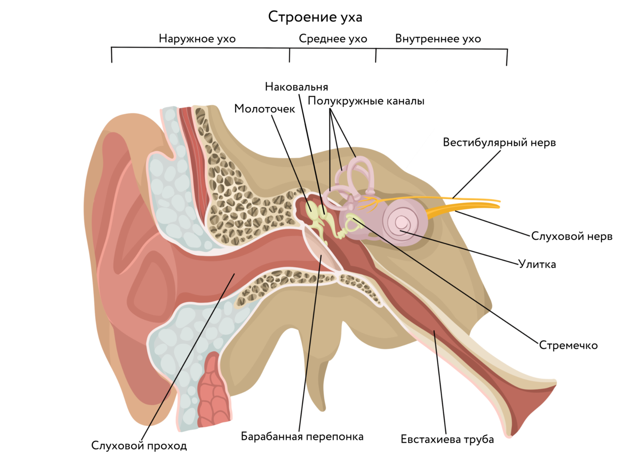 Строение уха человека описание. Среднее ухо анатомия строение. Строение уха человека. Строение уха человека анатомия. Схема строения наружного среднего и внутреннего уха.