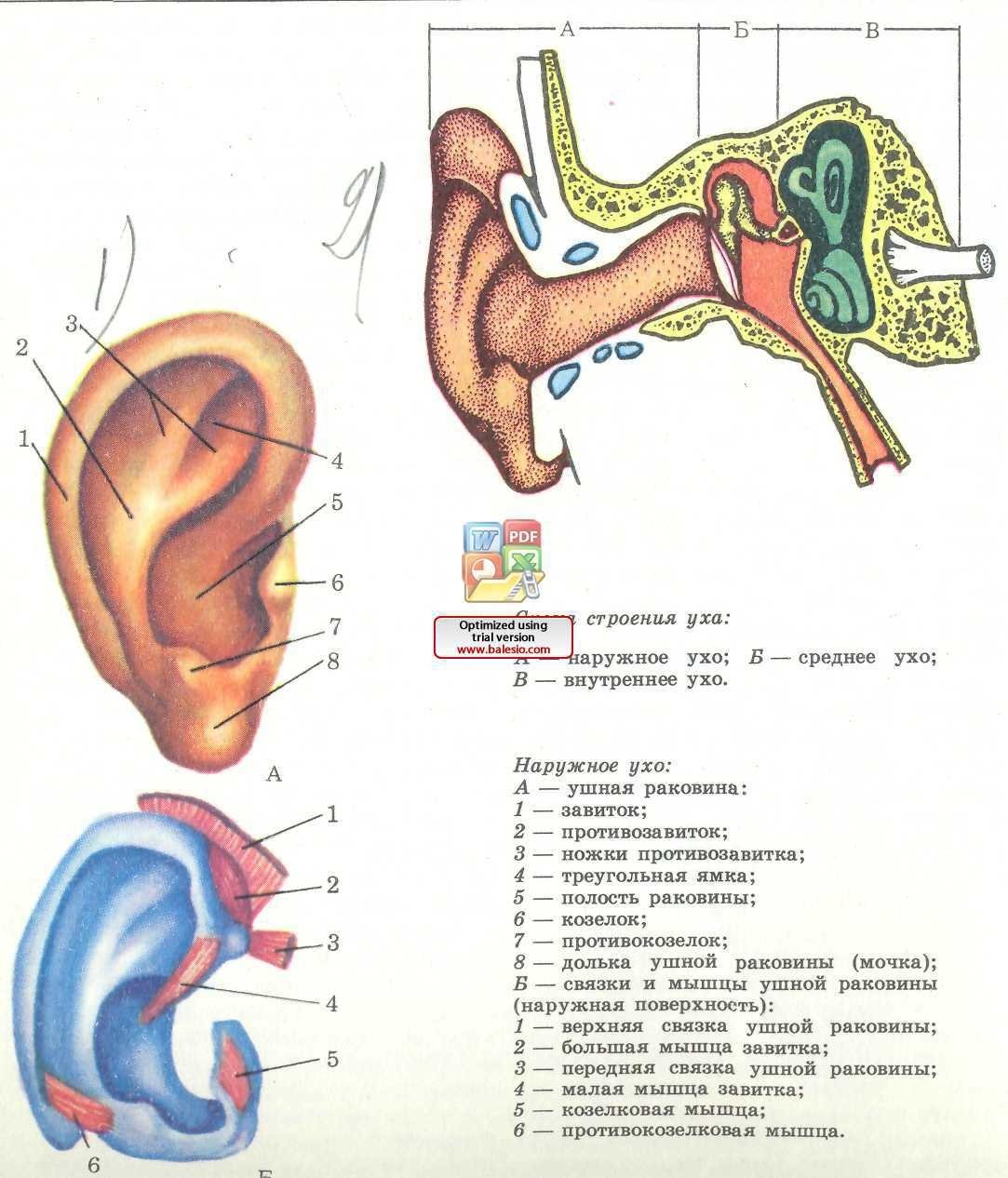Строение уха человека описание. Строение уха человека. Строение уха вид сбоку. Строение ушной раковины человека схема. Схема наружного уха.