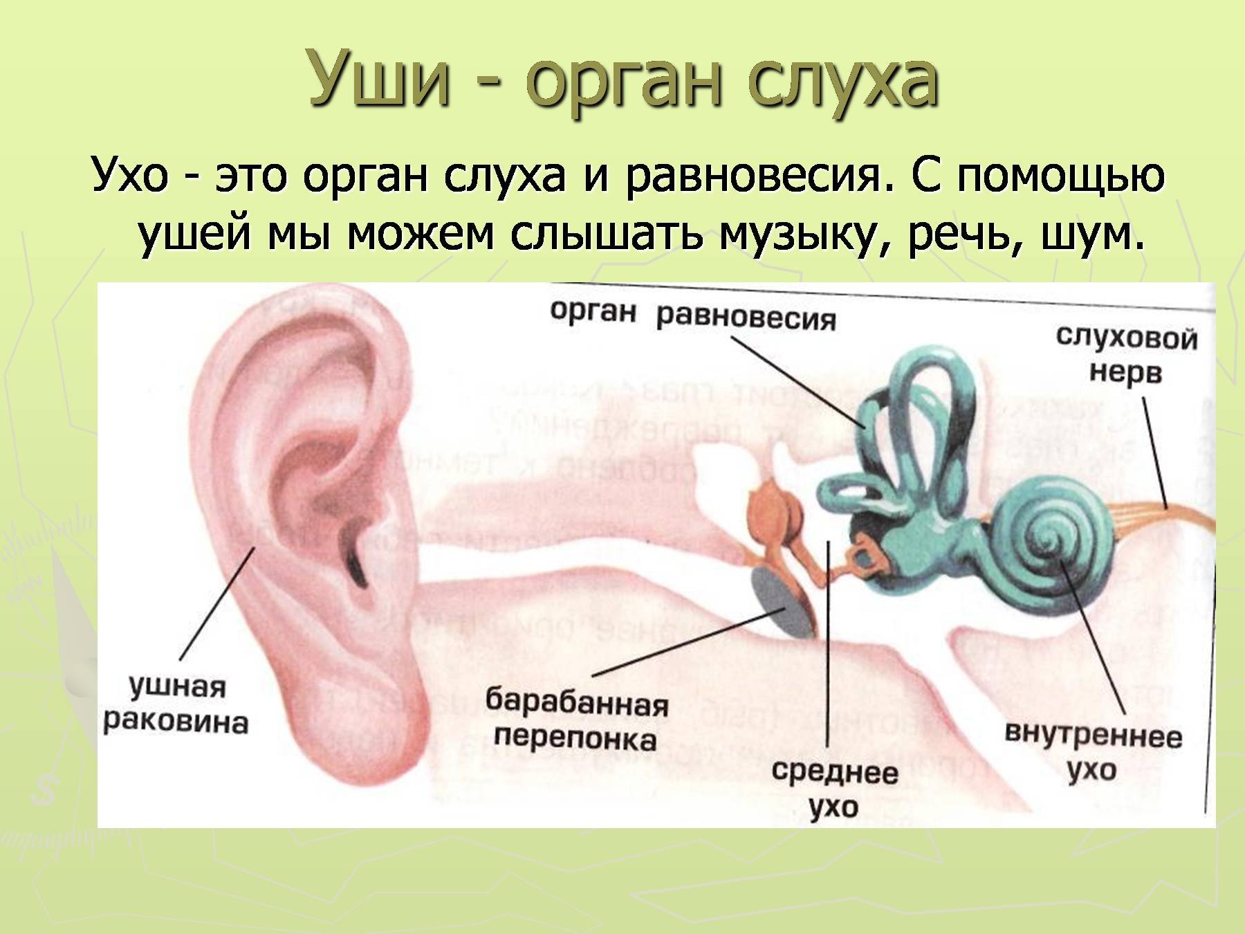 Слышу звуки которых нет. Уши орган слуха 3 класс окружающий мир. Органы слуха человека 3 класс окружающий мир. Картинка строение уха человека для детей. Орган слуха доклад 3 класс окружающий мир.