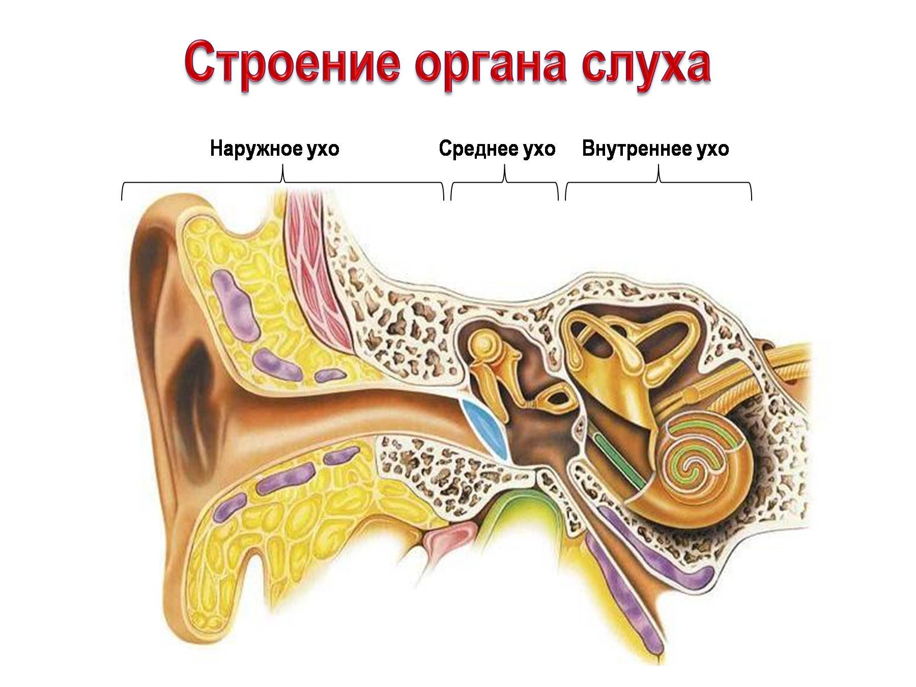 Внутреннее ухо 8. Слуховой анализатор 8 класс биология. Барабанная перепонка строение уха. Строение слухового анализатора 8 класс. Строение внутреннего уха орган слуха.