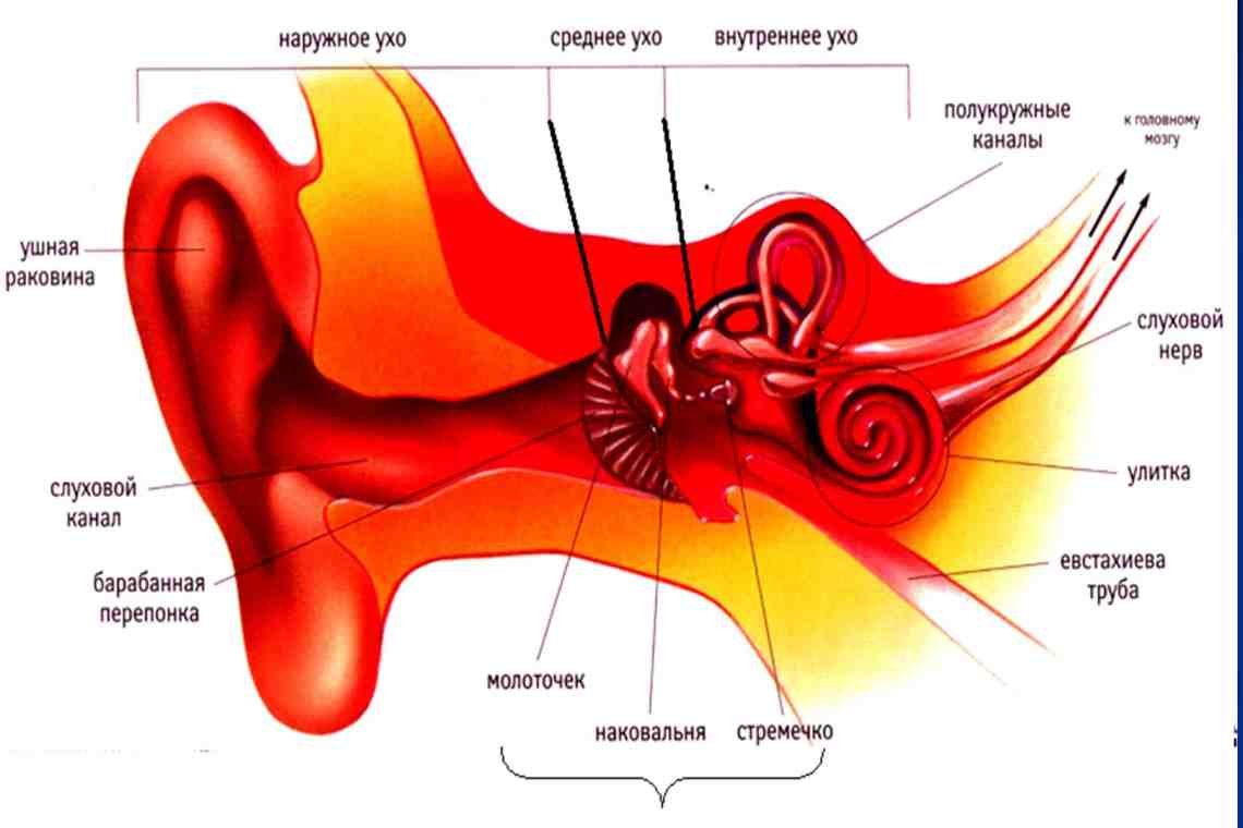 Строение слухового органа человека. Строение среднего уха слухового анализатора. Слуховой анализатор строение уха. Строение слухового анализатора анатомия. Слуховой анализатор 8 класс биология.