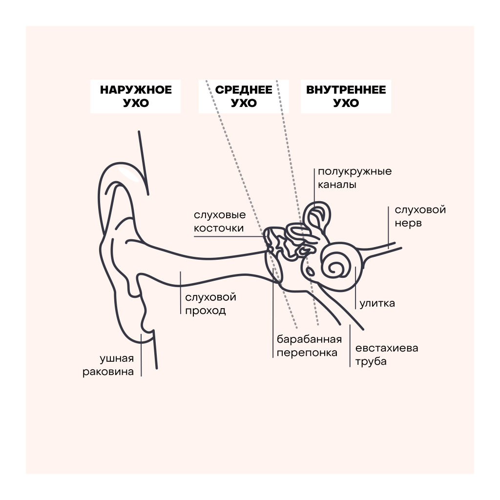 Строение среднего уха схема. Схема наружного среднего и внутреннего уха. Строение уха слуховые косточки. Строение уха внешнее среднее внутреннее. Рассмотрите схематичные изображения уха человека