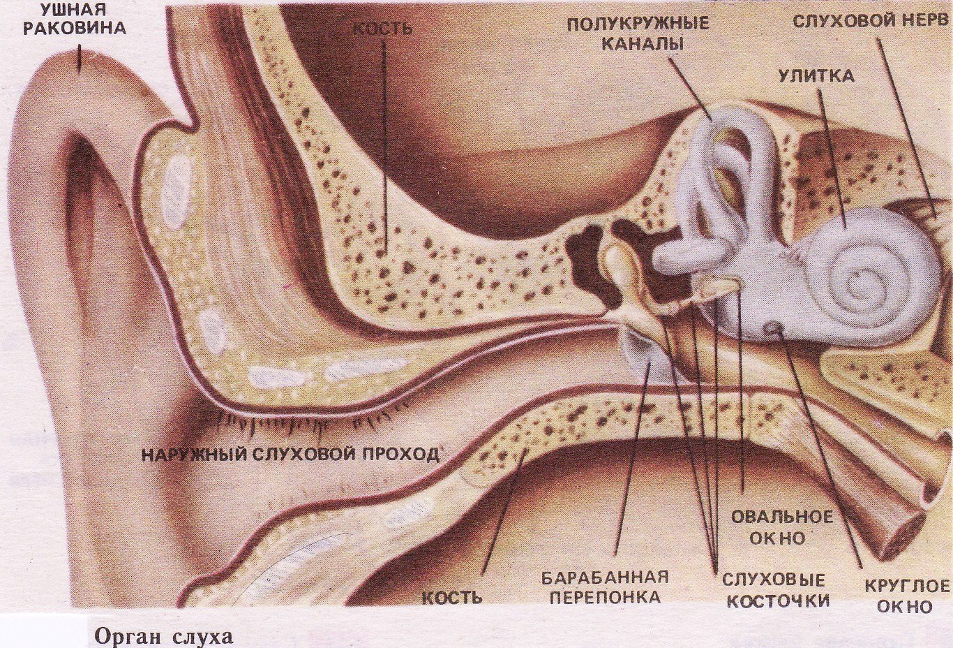 Ушные раковины образованный. Строение ушной раковины анатомия. Ухо строение анатомия ушная раковина. Ушная раковина наружный слуховой проход барабанная перепонка. Внутреннее строение ушной раковины.