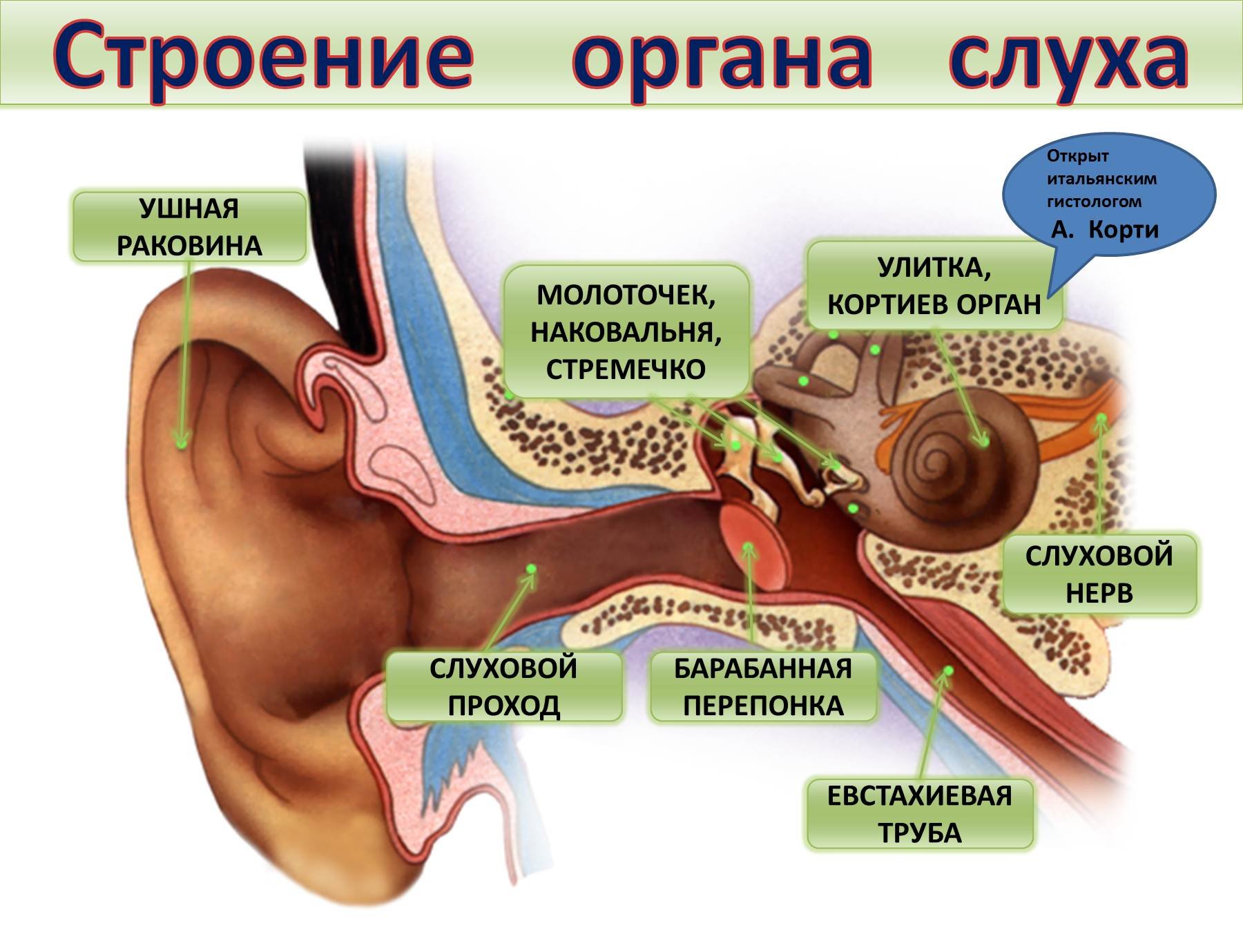 Заложило уши причины и что делать. Строение слухового анализатора нервы. Слуховой анализатор евстахиева труба. Строение среднего уха слухового анализатора. Орган слуха анатомия уха строение.