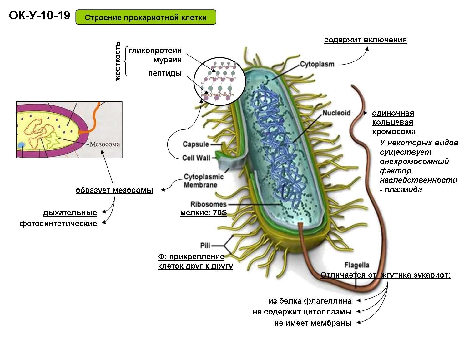 Строение бактериальной клетки прокариот. Строение прокариотической бактерии. Строение прокариотической клетки бактерии. Строение бактерии прокариот.