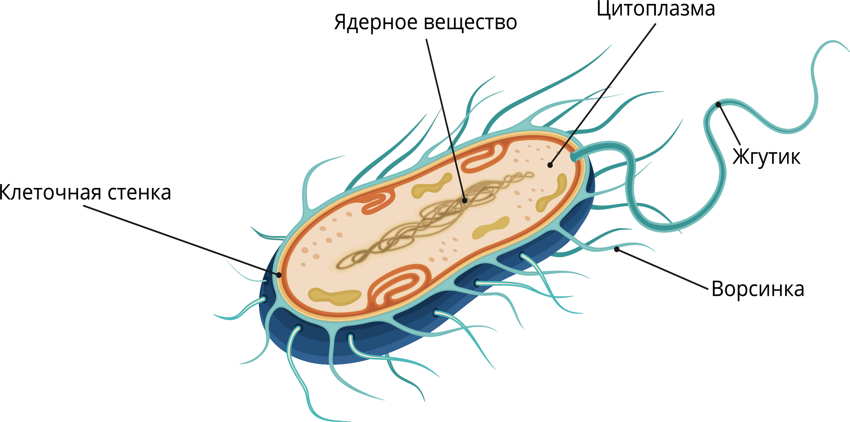 Строение клетки бактерии рисунок. Наружное строение бактериальной клетки. Строение бактериальной клетки ЕГЭ. Строение бактериальной клетки формы клетки бактерий. Рис. 2.2. Строение бактериальной клетки.
