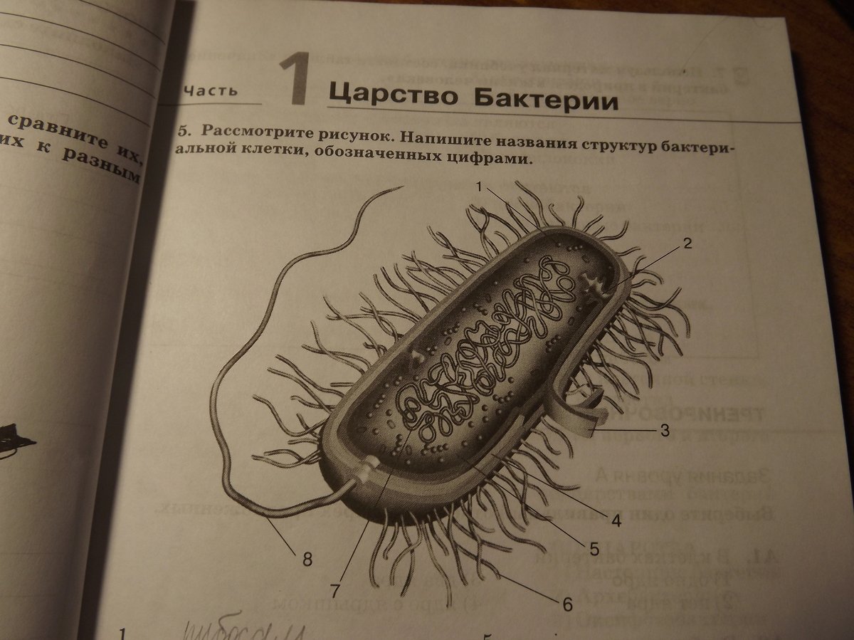 Огэ биология бактерии. Названия структур бактериальной клетки обозначенных цифрами. Строение бактериальной клетки 7 класс биология. Строение бактериальной клетки рисунок ЕГЭ. Строение бактериальной клетки ЕГЭ.