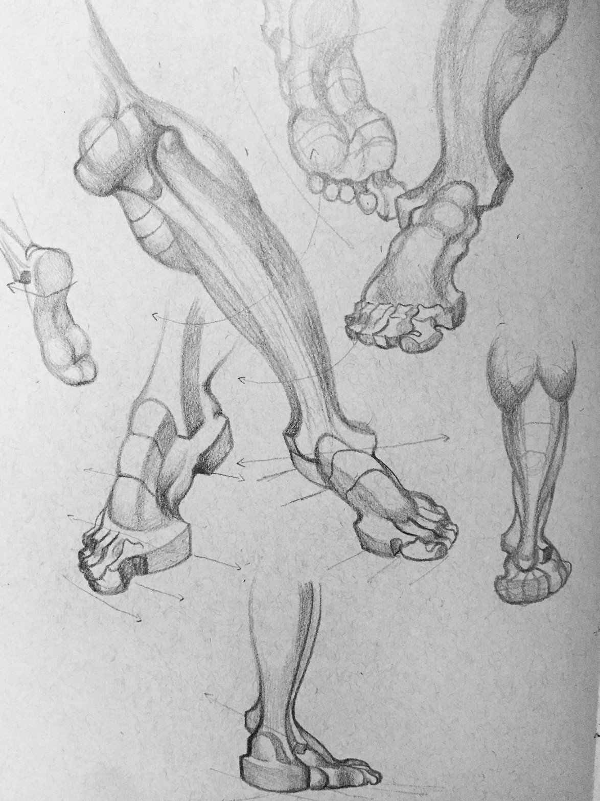 Ступня анатомия. Берн Хогарт пластическая анатомия. Бёрн Хогарт динамическая анатомия для художников. Стопа анатомия Хогарт. Burne Hogarth анатомия.