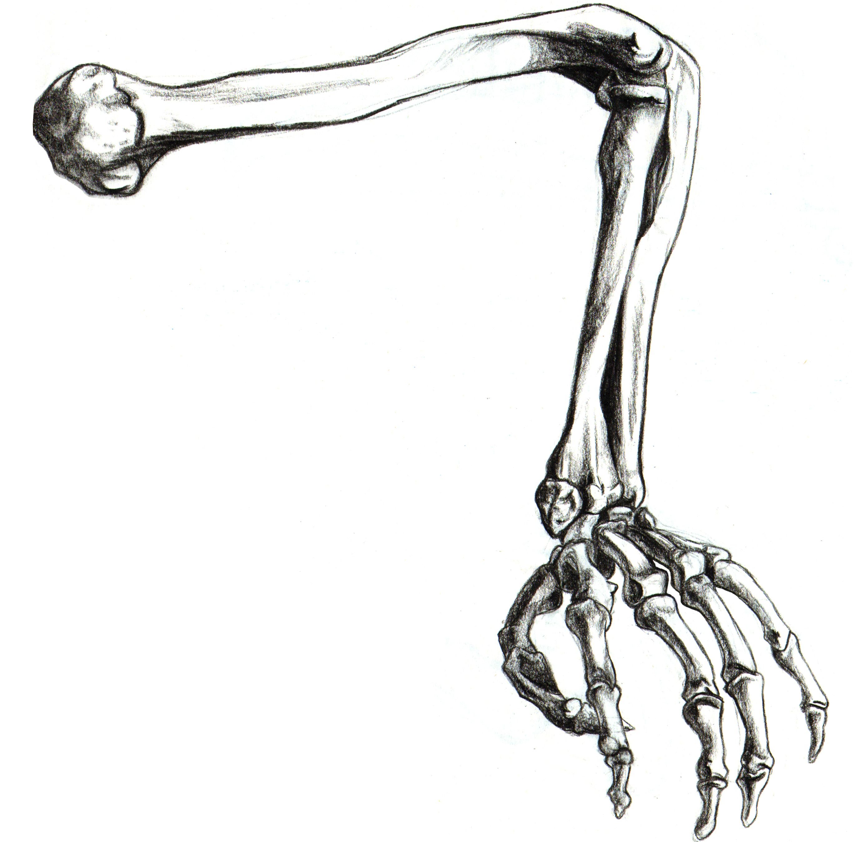 Hand bone
