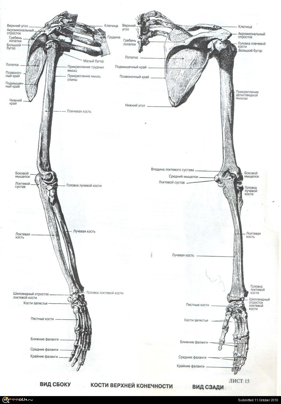 Самая крупная кость поясов конечностей. Кости плечевого пояса анатомия и Верхние конечности. Кости верхней конечности анатомия. Верхние конечности человека.