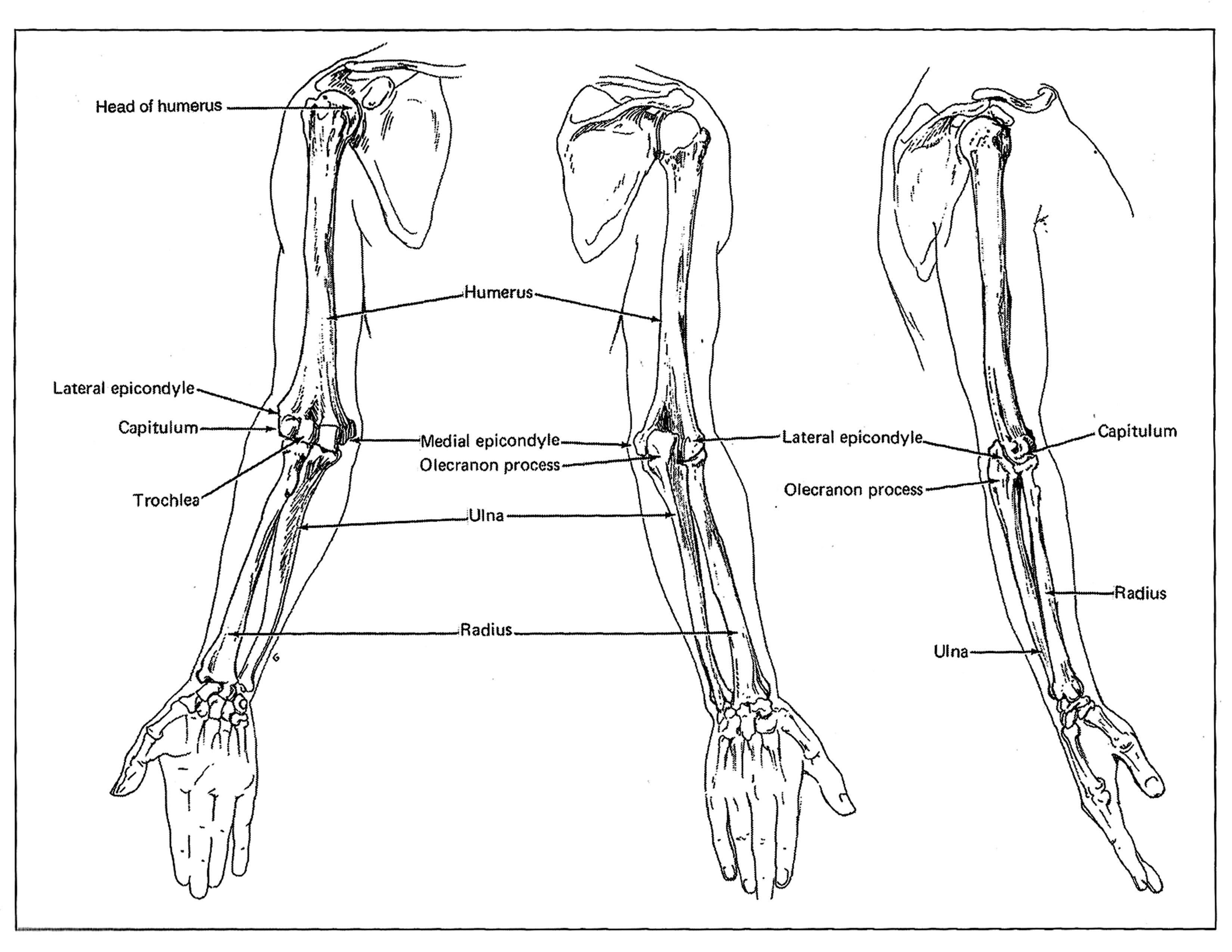 Предплечье на скелете. Анатомия человека скелет кости руки. Кости предплечья анатомия. Анатомия предплечья человека скелет. Строение предплечья руки человека кости.