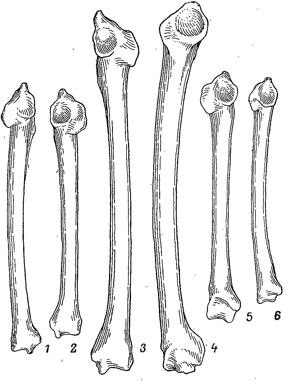 Удлиненная кость. Трубчатая кость птицы. Плечевая кость анатомия. Трубчатые кости животного.