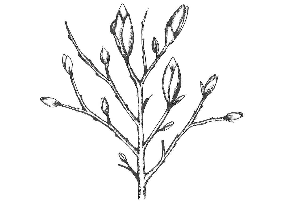 Рисунок почки растения