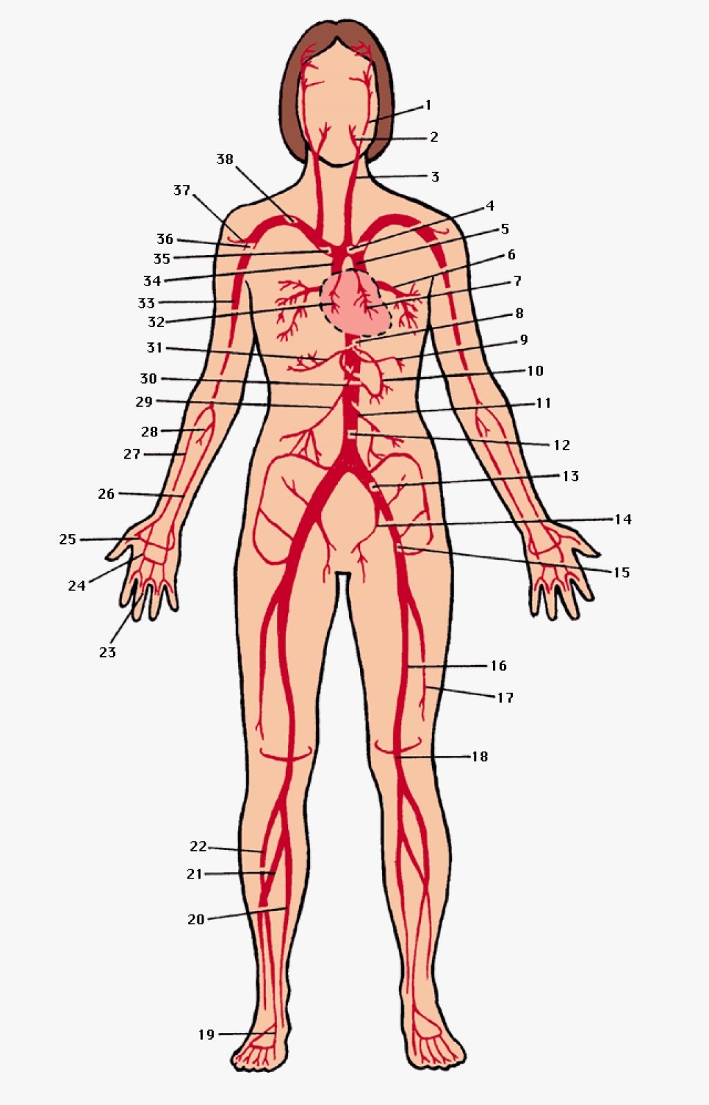 Самая большая вена у человека где находится. Артериальная система схема артерий. Артерии схема анатомия. Артериальные вены человека схема расположения. Артериальная система человека магистральные сосуды.