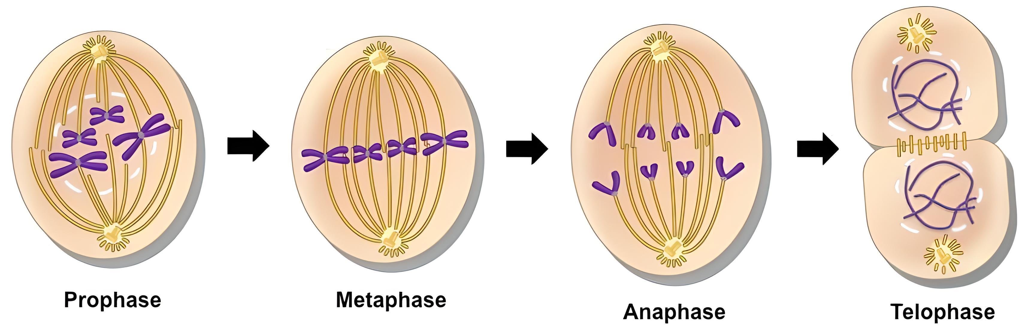 Мейоз анафаза 2 набор хромосом. Митоз профаза метафаза анафаза телофаза. Анафаза митоза. Телофаза митоза. Mitosis Stages.