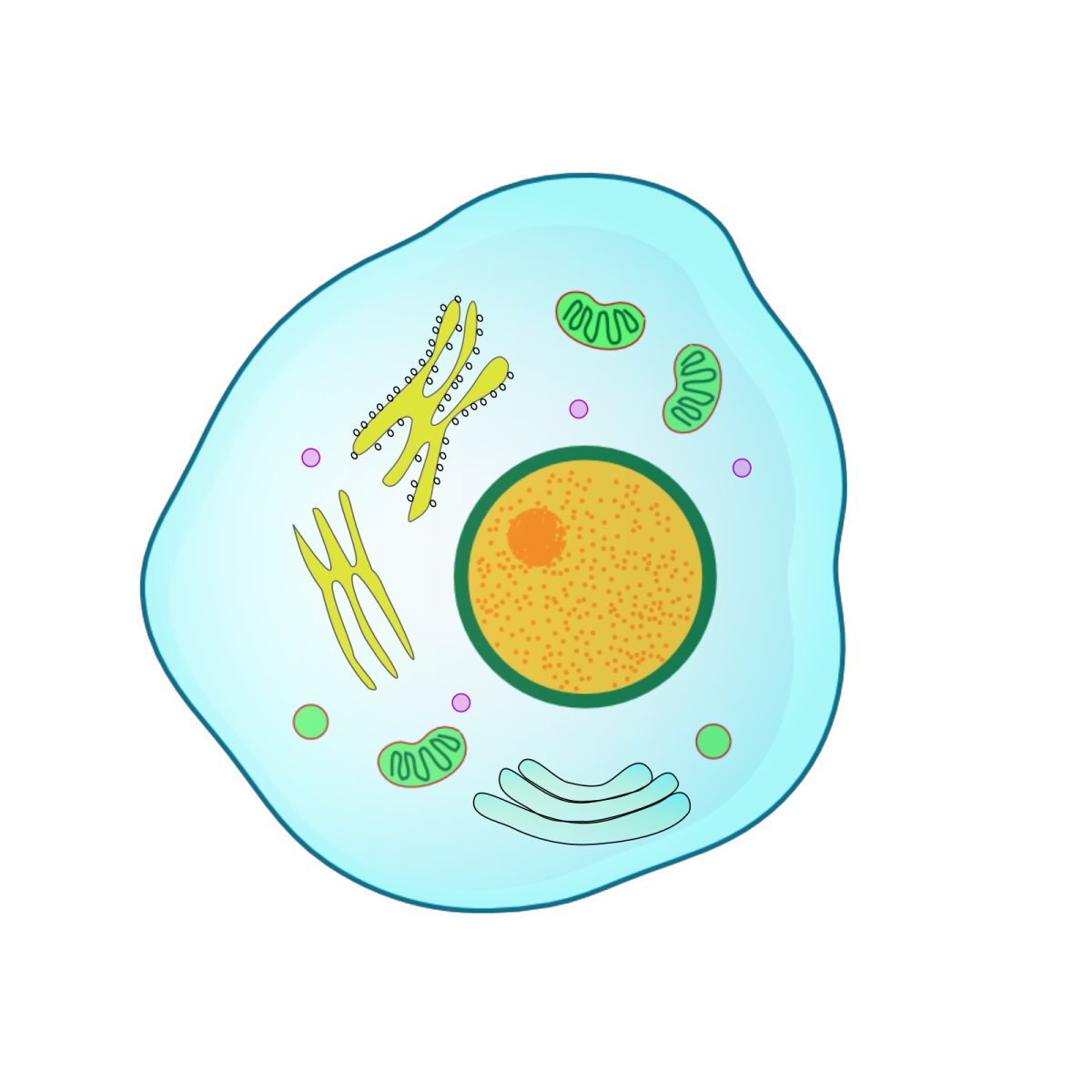 Рисунок модели клетки. Живая клетка. Клетка биология. Изображение клетки. Живая клетка рисунок.