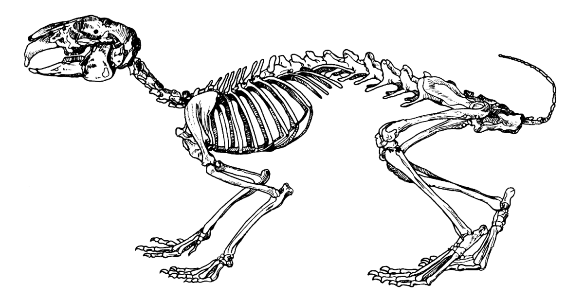 Скелет животного рисунок