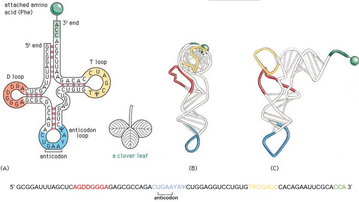 Соединение трнк с аминокислотой. ТРНК рисунок. Взаимодействие с ТРНК. ТРНК С аминокислотой. Структура транспортной РНК.