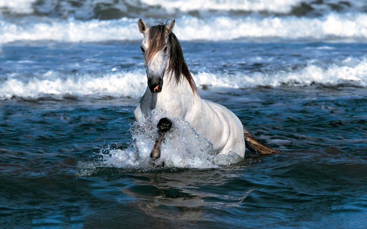 Рисунок лошади в океане